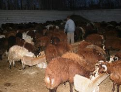 Kent merkezinde kurt saldırısı